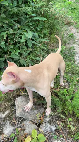#kıngzeus #pitbull 