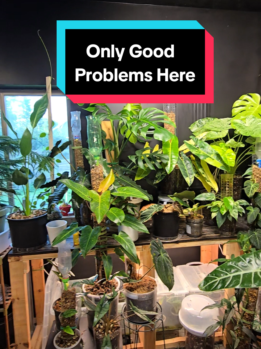 I'm going to start remixing all my favorite sounds lol  #lecamagic #plantroom #plantlife #plantaddiction #plantsmakepeoplehappy #plantart #indoorjungle #indoorgarden #gardening 