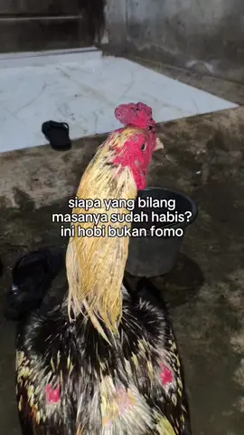 #ayammangonsuper#penghobiayambagkok#botohayam 