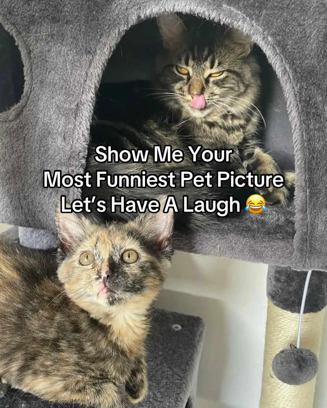 #pets #PetsOfTikTok #funnypets #pettok #animalsoftiktok #foryou #fyp #foryoupage❤️❤️ #cat #dog #petlover 