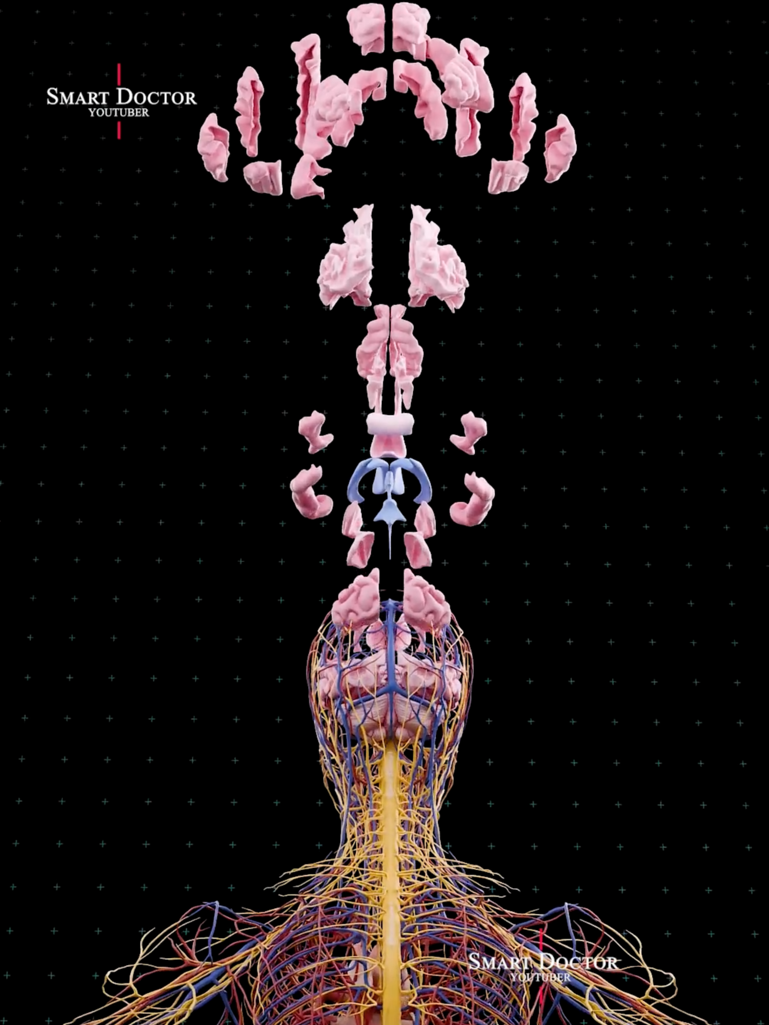 WARNING: Your spine is more sensitive than your ex! 💔🧠 . . . Dive into the shocking world of the human nervous system — the real command center behind every move, sensation, and yes... even your darkest thoughts. From the tangled nerves running through your body to the powerful spinal cord that connects it all, this is the ultimate human motherboard. Created by Smart Doctor — bringing anatomy to life like never before. ⚠️ Warning: After watching this, you may never look at your body the same way again. . . #smartdoctor #smartdoctor1 #3Danatomy #InsideTheBody #anatomy #medical #medicine #doctor #health #healthcare #3Danimation #explore #surgery #medicalstudent #pregnancy #pregnant #physiology #anatomi #anatomia #anatomía #brainanatomy #brain #maleanatomy #reproductivesystem #anatomy #anatomía #解剖学 #해부 #anatomia #anatomie #دماغ #pregnancy #heart #pregnant #medicina #doctor #माहवारी #月経 #frontal #cervello #gravidez #Cérebro #umana #Childbirth #creier #ベイビー #베이비 #Smart_Doctor #femalemodel #تشريح
