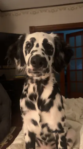 My diva 💅🏼 #flashbackfriday #fyp #toocute #longhaireddalmatian #dalmatiansoftiktok #mybaby 
