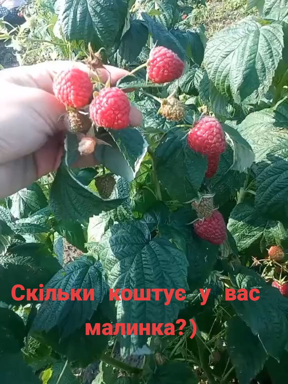 токток#тіктокукраїна #рекомендации #трендытиктока #малина #ціна #цитаты #б #мем 