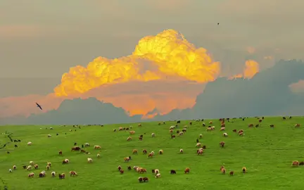 Điều tuyệt vời nhất khi được nhìn thấy vẻ đẹp của thiên nhiên☁️🌳#nhacchillphet🎶 #canhdong #canhchill #maydep #xuhuong 