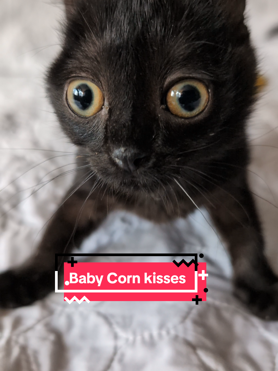 It's International Cat Day and instead of enjoying gifts, Baby Corn wants nothing more than to kiss you through the phone. #babycorncat #kitten #wobblycat #internationalcatday #tiktokpartner 