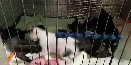 Tranh dành địa bàn 🤣 #funnyvideos #viralvideo #lovecat #meota #xuhuongtiktok 