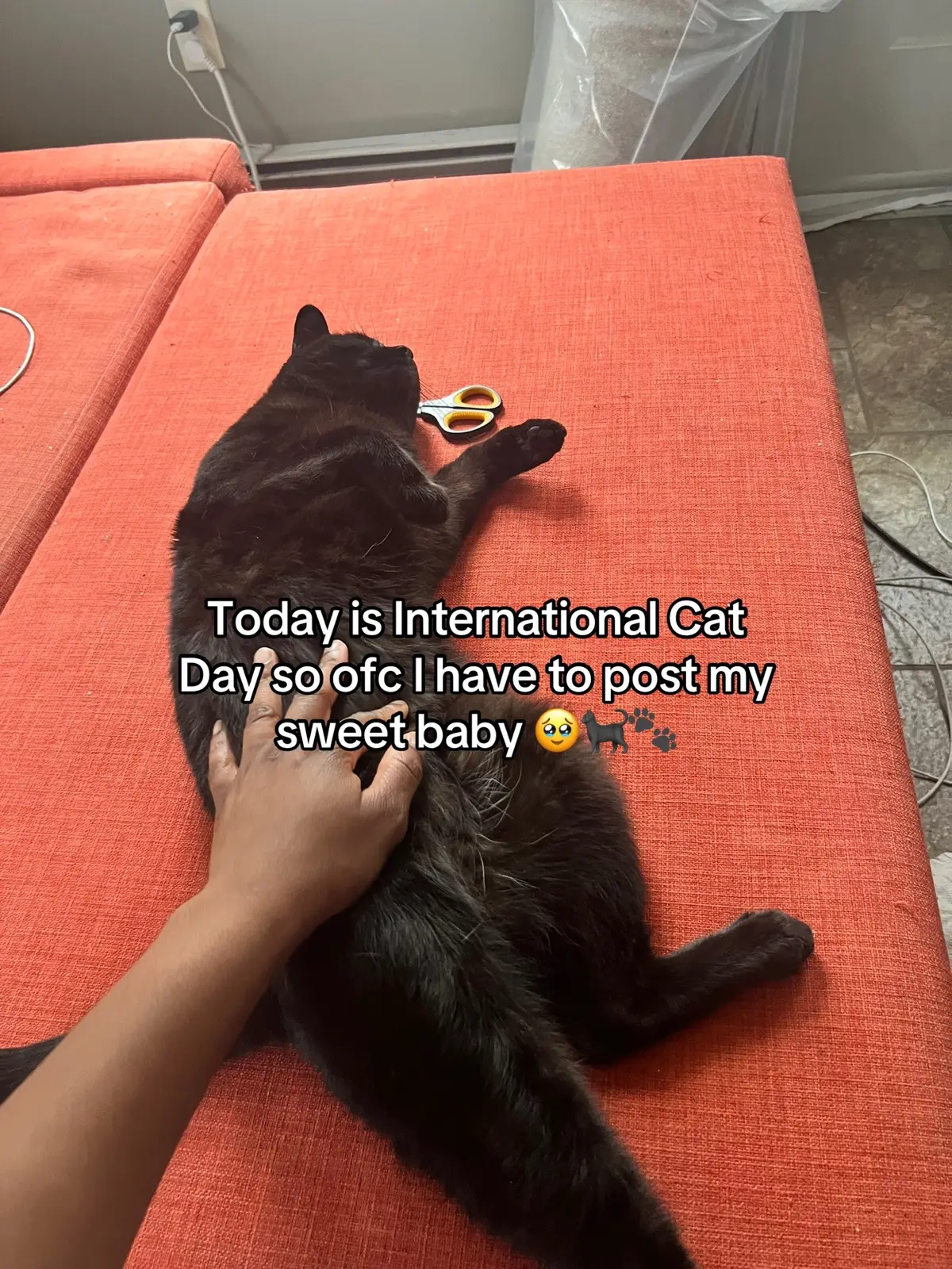 #fypシ #catday #internationalcatday #foryou 