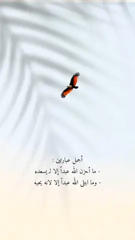 #كلام_من_القلب #🕊️ #خواطر #♥️ #كلام_من_ذهب #🦋 #🌹 #💫 