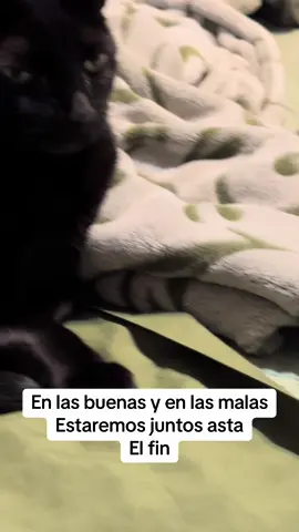 ##fidelioelgato #gatostiktok #gato 