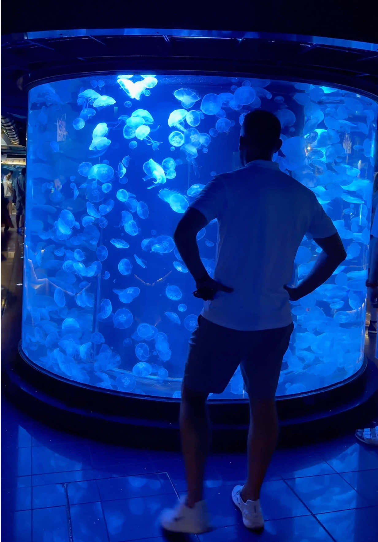 Huge jellyfish aquarium 🪼 #jellyfish #saltwater #saltwatertank #fishtok #aquariums 