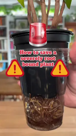 I repotted my mom's root bound plant! The roots have been coming out of the bottom of the pot for years! 😱