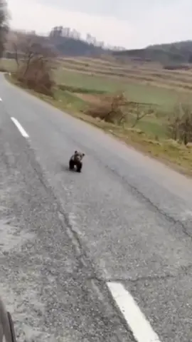 ##animals #bears #willbyers #brownbear #bear #loveanimals #wildlif #wildanimals #viralditiktok 