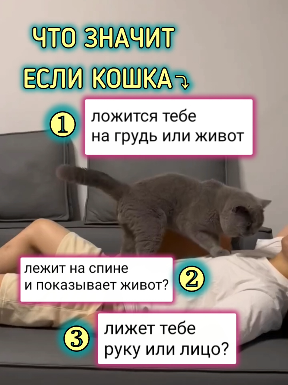 Блиц - ответ Что значит если кошка...⤵️ ▪︎ложится на ноутбук  или телефон? ▪︎лежит на спине  и показывает живот? ■ ложится тебе  на грудь или живот ■ лижет тебе  руку или лицо?