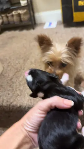 So many firsts… they love the babies ❤️