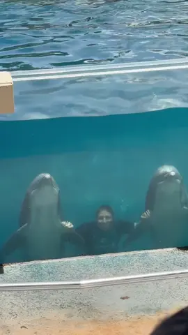Beautifull bond form between dolphins and cute girl #watershow #dolphin #viralshow #funny 