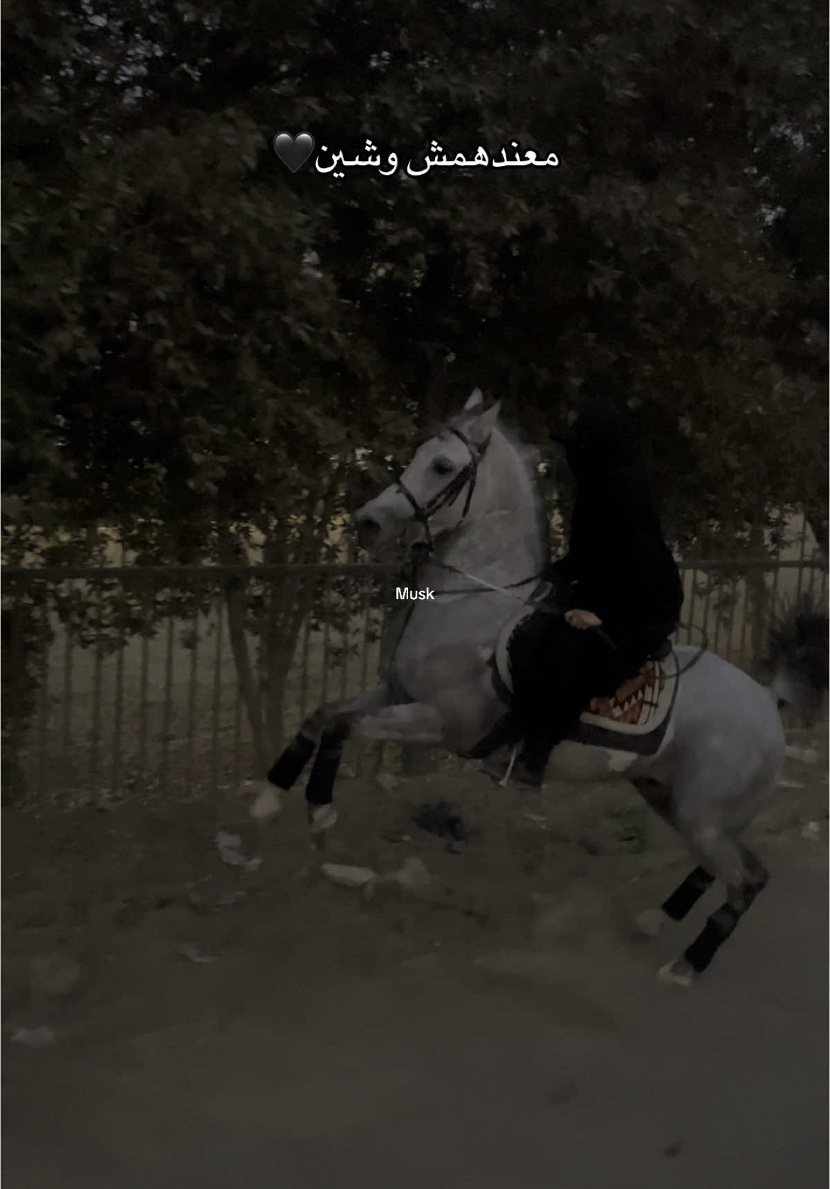 #خيل_وخياله🐎 #capcut #خيل_وخياله🐎🖤ماشاءالله_اللهم_بارك🧿♥️ #الشعب_الصيني_ماله_حل😂😂 