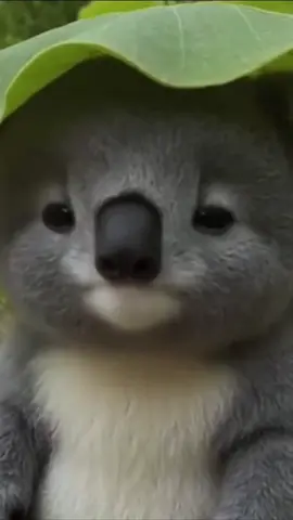 A koala hiding under a leaf for the rain.🐨🍃 #koala #kids #AnimalsOfTikTok #CuteTok #FYP #ForYou #ForYouPage #Viral #Trending
