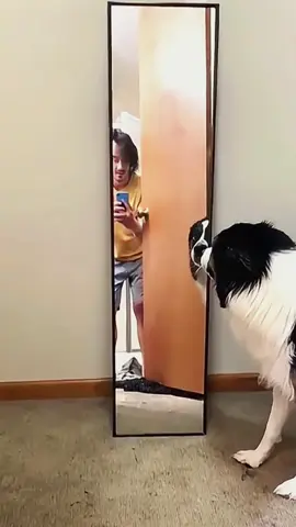 Try not to laugh when you watch 😂😂😂 #funny #dog #animals #funnyvideos #cat #haha #pet #funnypets #PetsOfTikTok #dogsoftiktok 