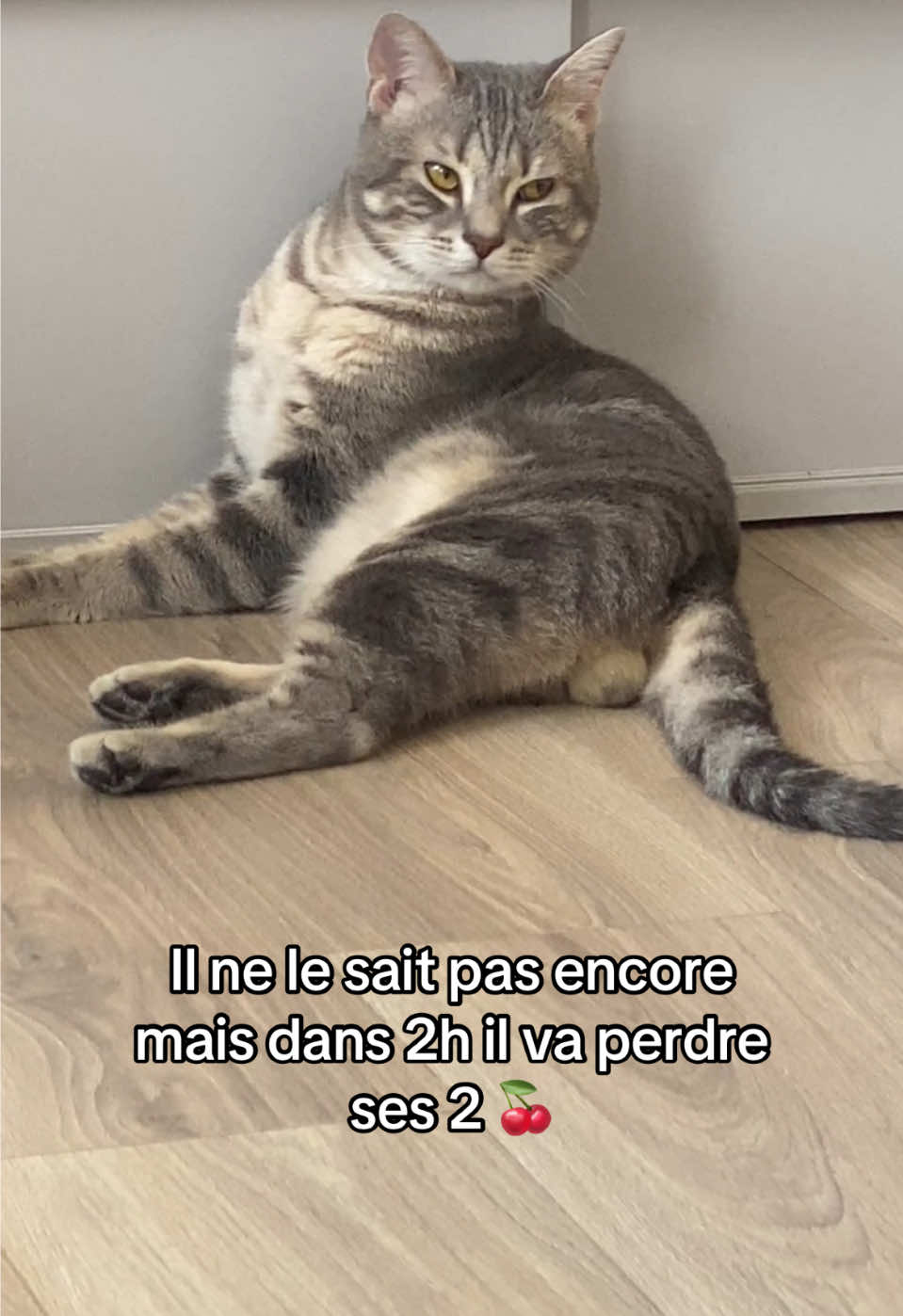 #CatLover #Chat #kittensoftiktok #fypp #pourtoi 
