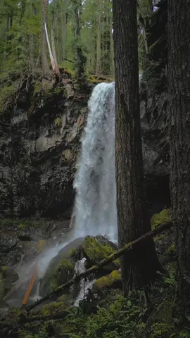 Moving through towering trees and over wind-blown ferns to reveal a magnificent waterfall thundering into the forest below. The rush of water and the cool mist in the air made this moment feel alive with the untamed beauty of nature 🤩