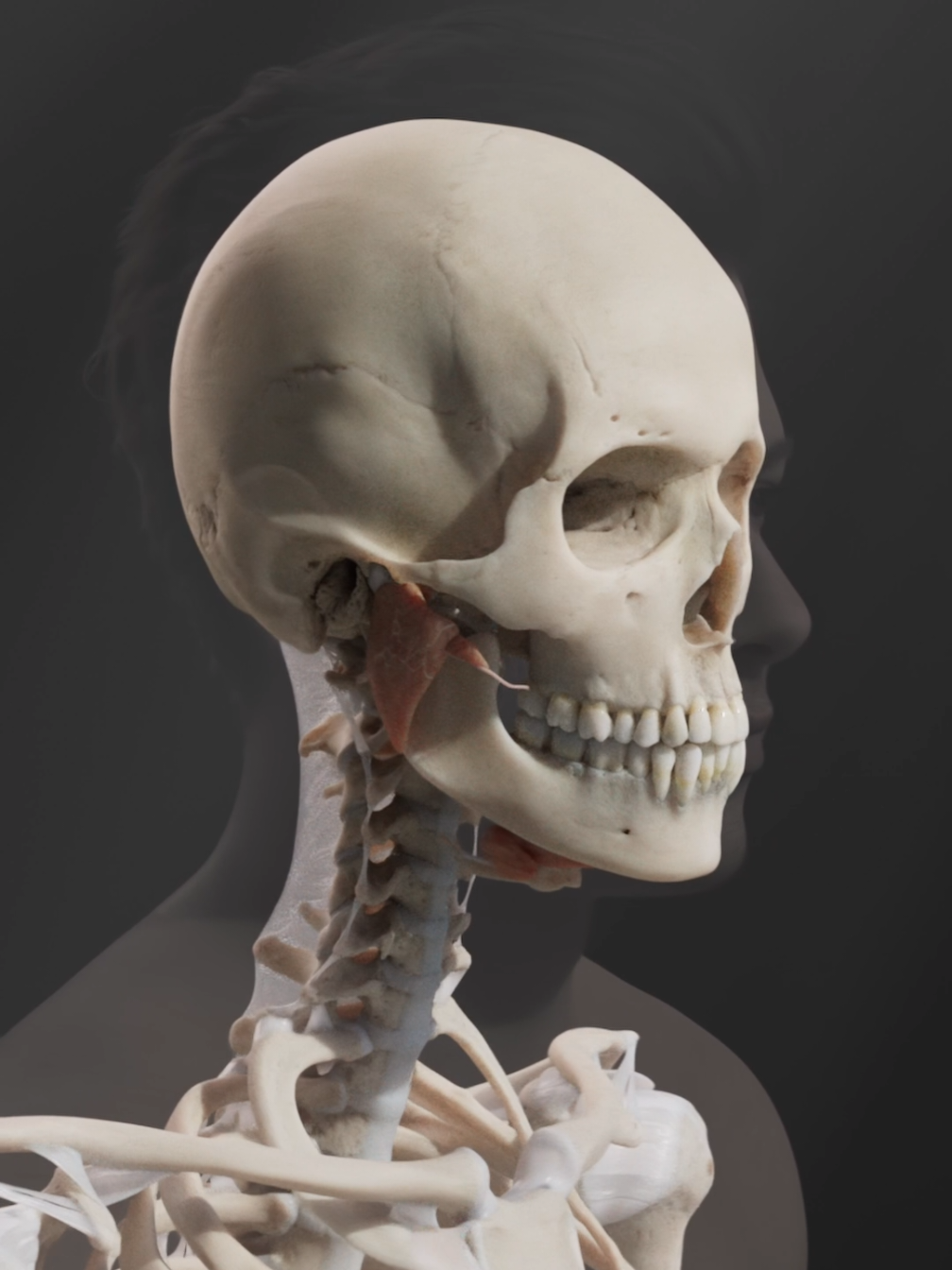 What does your SALIVA do?!?  The big players like the parotid, submandibular, and sublingual glands are all busy making saliva that contains enzymes which begin chemical digestion of starch in your mouth! Saliva also helps with transferring taste and creates a safe environment for your teeth. That’s nothing to spit at! 👅  #3DAnatomy #salivarygland #MedicalAnimation #ParotidGland #SubmandibularGland #sublingualgland #OralAnatomy #HumanBody #anatomynerd #medtok #scienceiscool #oralhealth 