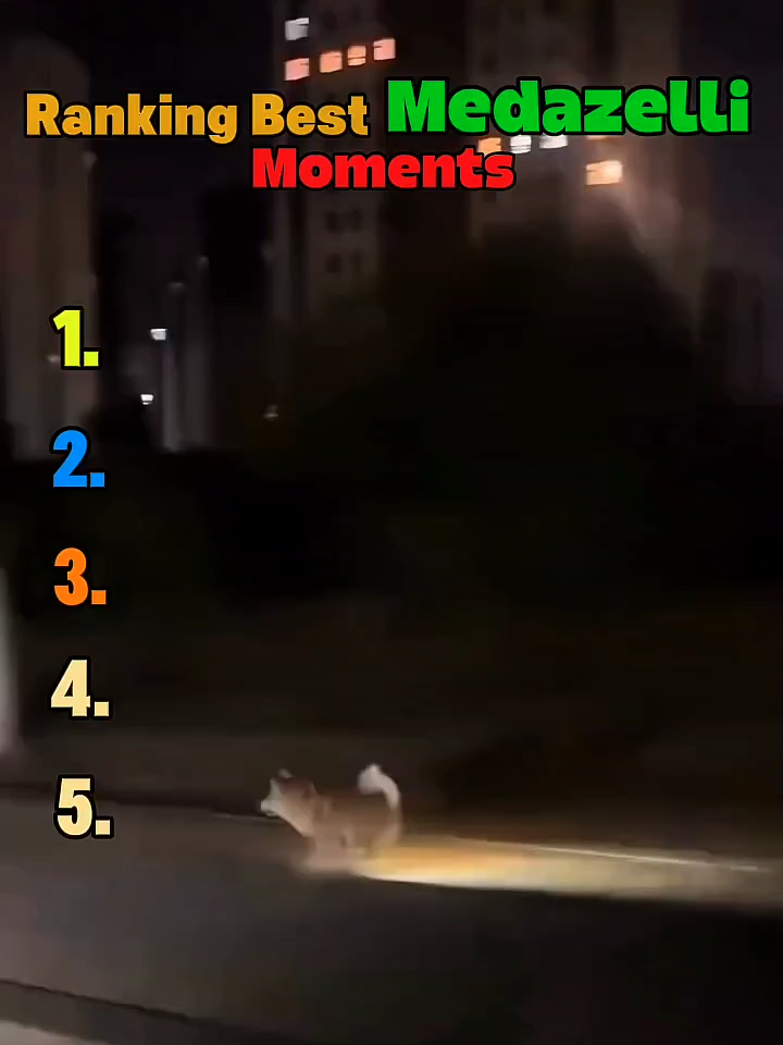 Funniest Medazelli Moments | #medazelli #funny #funnyvideos #funnypets #funnyanimals #funnytiktok #dog #cat #funnydog #funnycat #animalsfunny #Vlog #animalsoftiktok #animals
