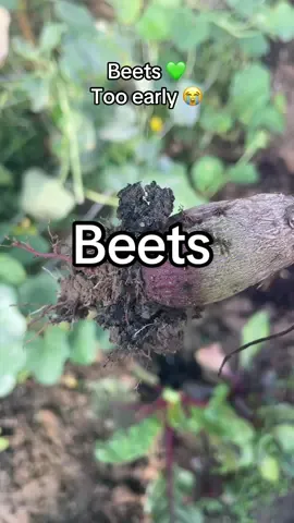 Beets #gardenjourney 