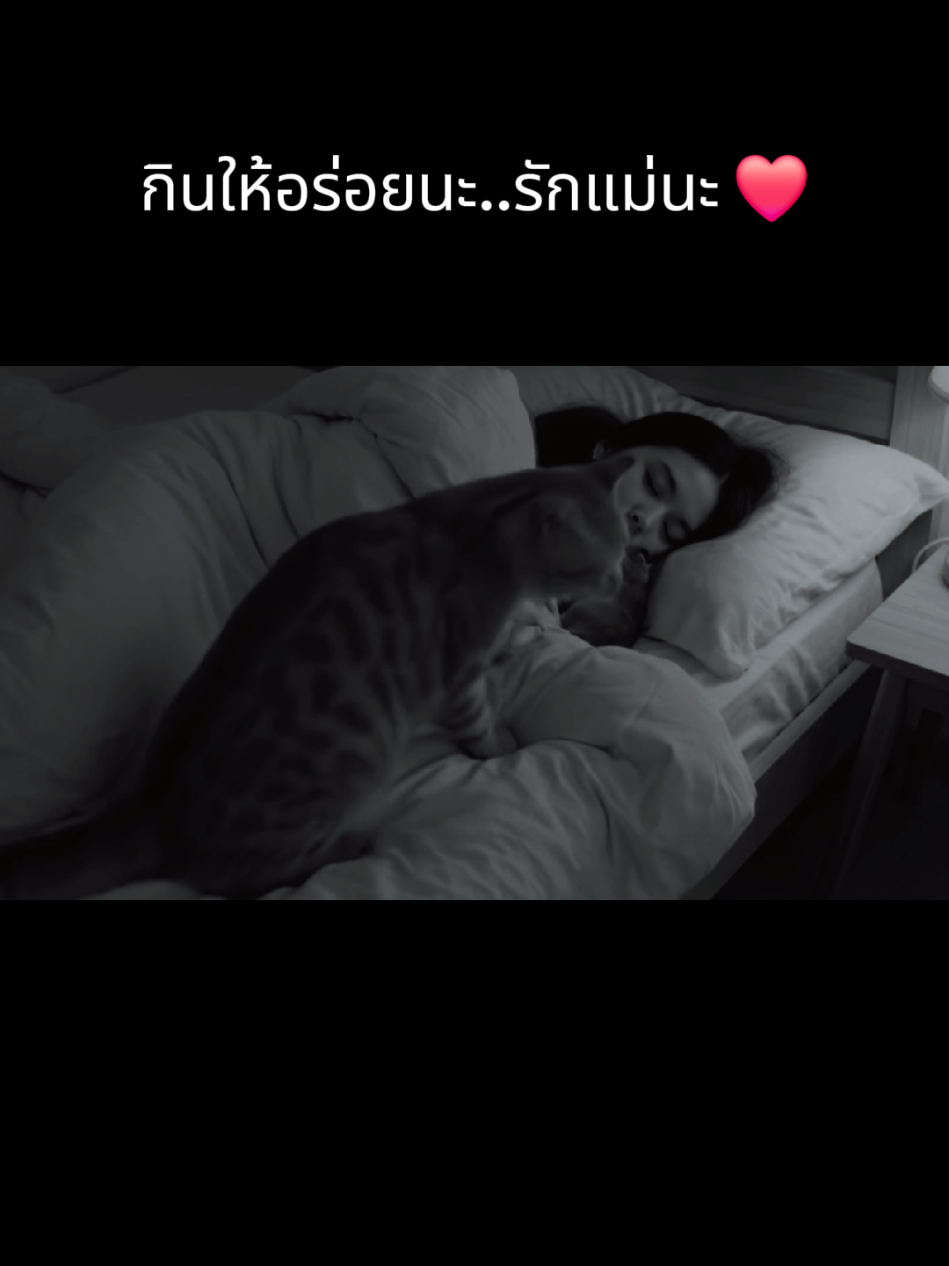 #cat #dog  #แมว 