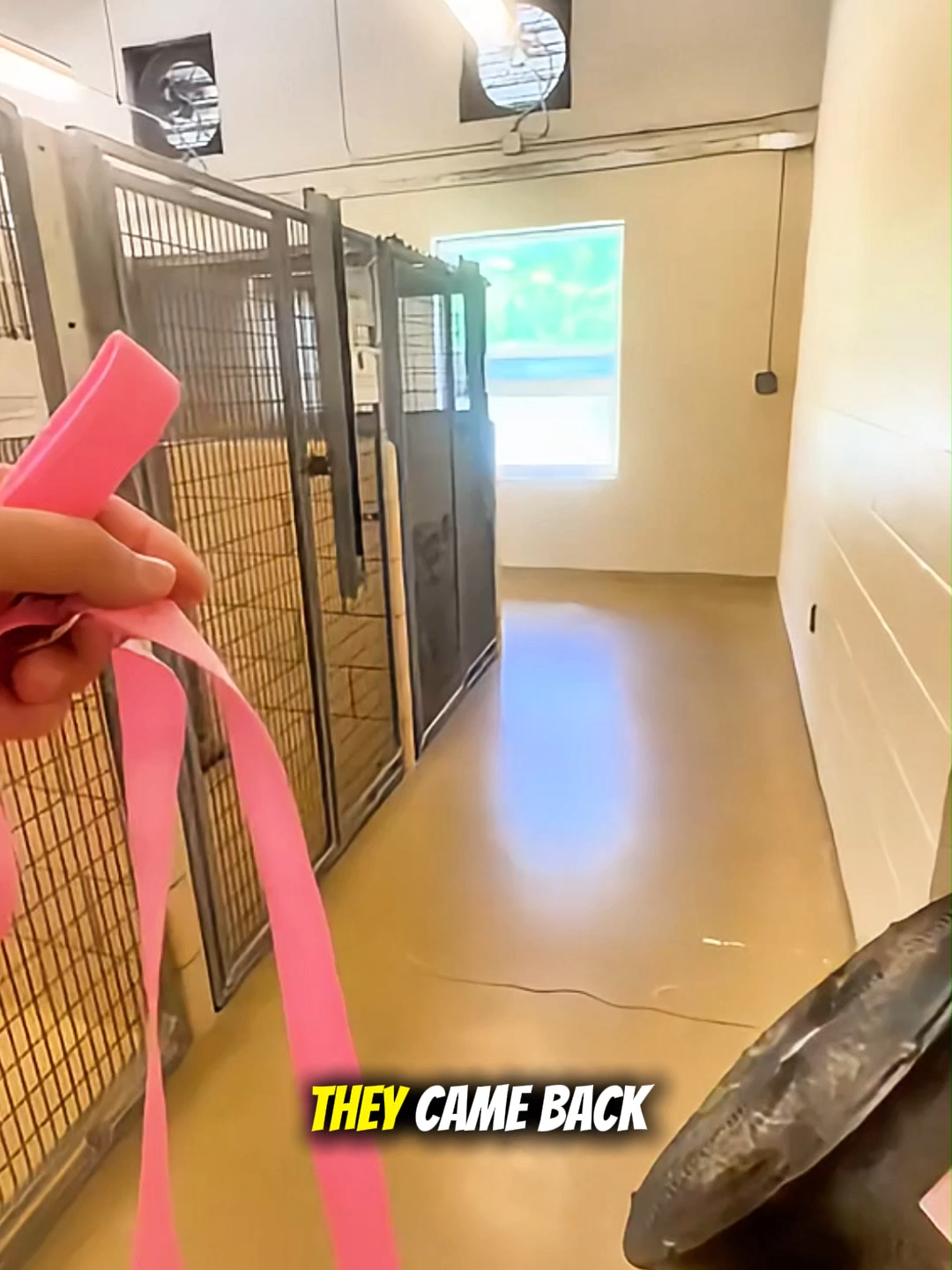 happy dogs... #loveyou #foryou #trending #animals #viralvideo