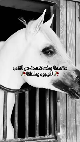 #خيل_وخياله🐎 #خيل_عربي_اصيل🐎🐎 #viral #fyp #اقتباسات 