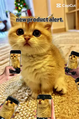 #CapCut #tiktokkitten #kittymodel 