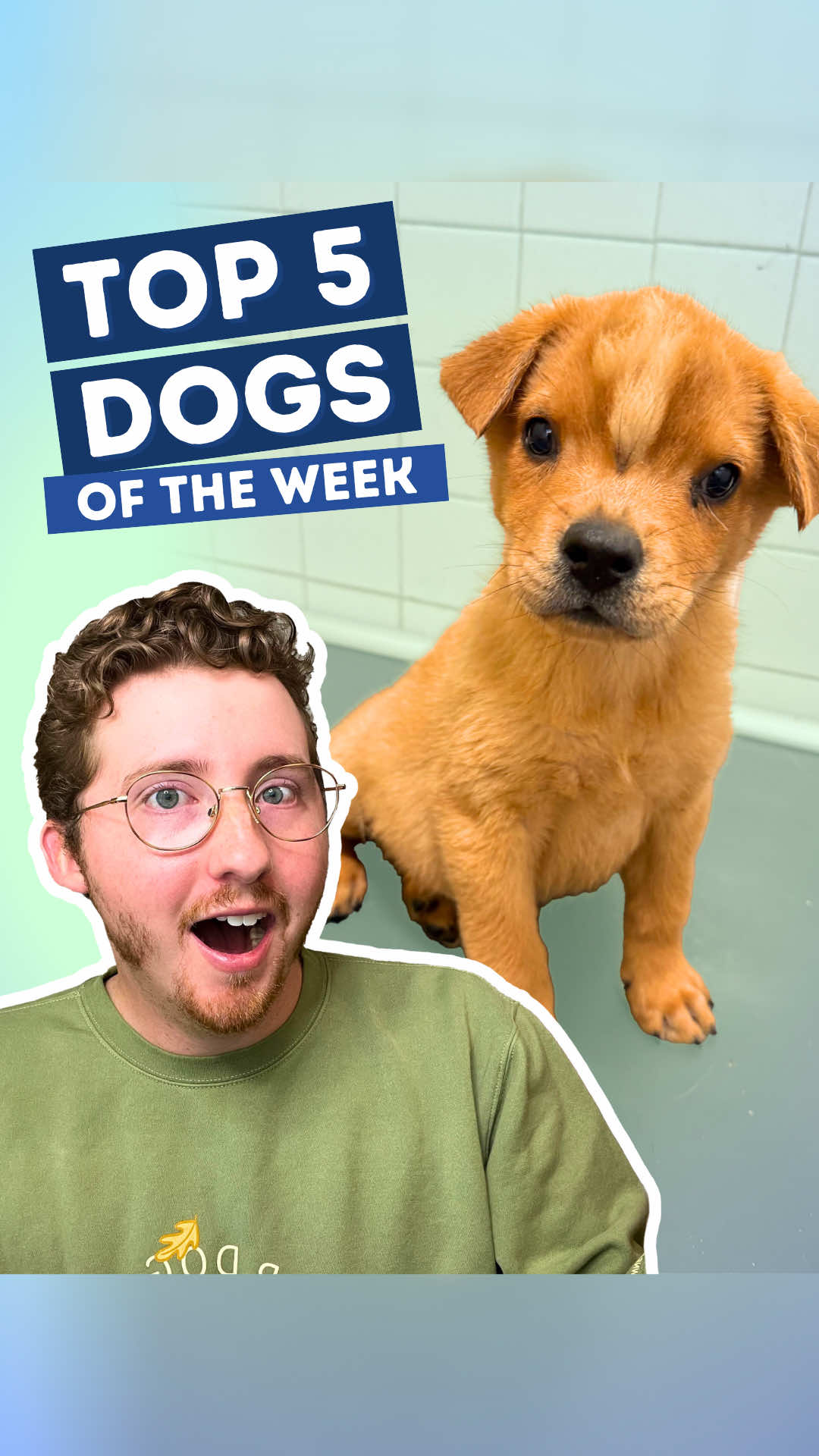 Top 5 Dogs of the Week! 5. @Emily Ward  4. @Kayla Kleine  3. @whitneysdogs & @Hearts & Bones Rescue  2. @DennBG, @Pau Gtz, @aryshamo, @Cristian betancourt  Pupdate @Renegade Paws Rescue Savannah  H.M. @pawswithari  1. Fox 19 News #weratedogs