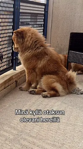 Onks viikonloput nukkumista varten vai onko suunnitelmia? Hyvää perjantaita!🔥 #koiratsuomi #chow #chowchow #hemuli #muumilaakso #unikeko #fyi #fyp #suomitiktok #dogreels #koira #koiratsuomi #hauska #viikonloppu #tgif 
