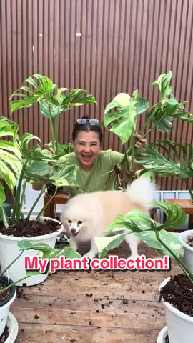 เริ่มจากHobby ไปๆมาๆ เต็มสวนเลยค้าบบ 💚 พาน้องงๆมาโชว์ตัว😍  Plant parenthood: started as a hobby, now it’s a full-time job.😂🤪😛 #plant #plantlove #variegatedplants #plantcollector #plantcollection #rareplantcollector #rareplant #plantworld #plantofinstagram 