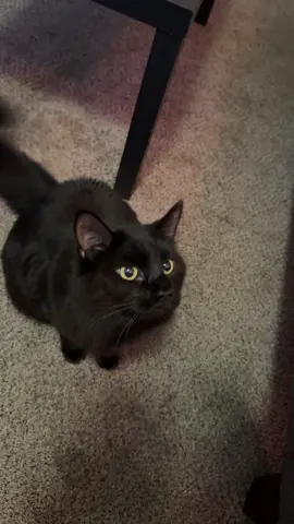 Tate strikes again! He goes @BONKERS for these purrpops! #bonkers #blackcat 