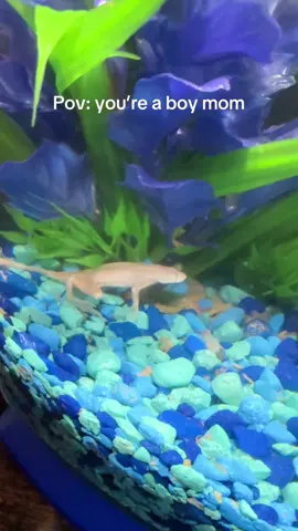 Out of all the pets that he could have he chose a frog. #fyp #fypシ゚viral #parati #viral 