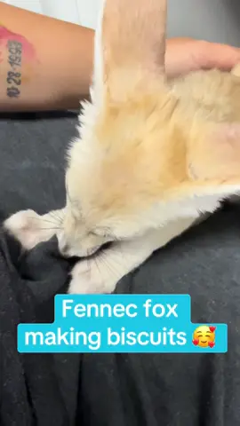 I didn’t know foxes made biscuits! This might totally be not what he’s doing lol but it’s still cute 🥰 Shirt casualty count is currently at 2 from him chewing my clothes 🤣 #fennecfox #fox #petfox #cute #exotic #exoticanimal #exoticpet #pet #animal #viral 
