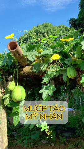 Mướp táo mỹ nhân #lamvuon #vuonnhagauli #xuhuong #hoaquavuonnha #trongrau #trongrausach #muoptaomynhan 