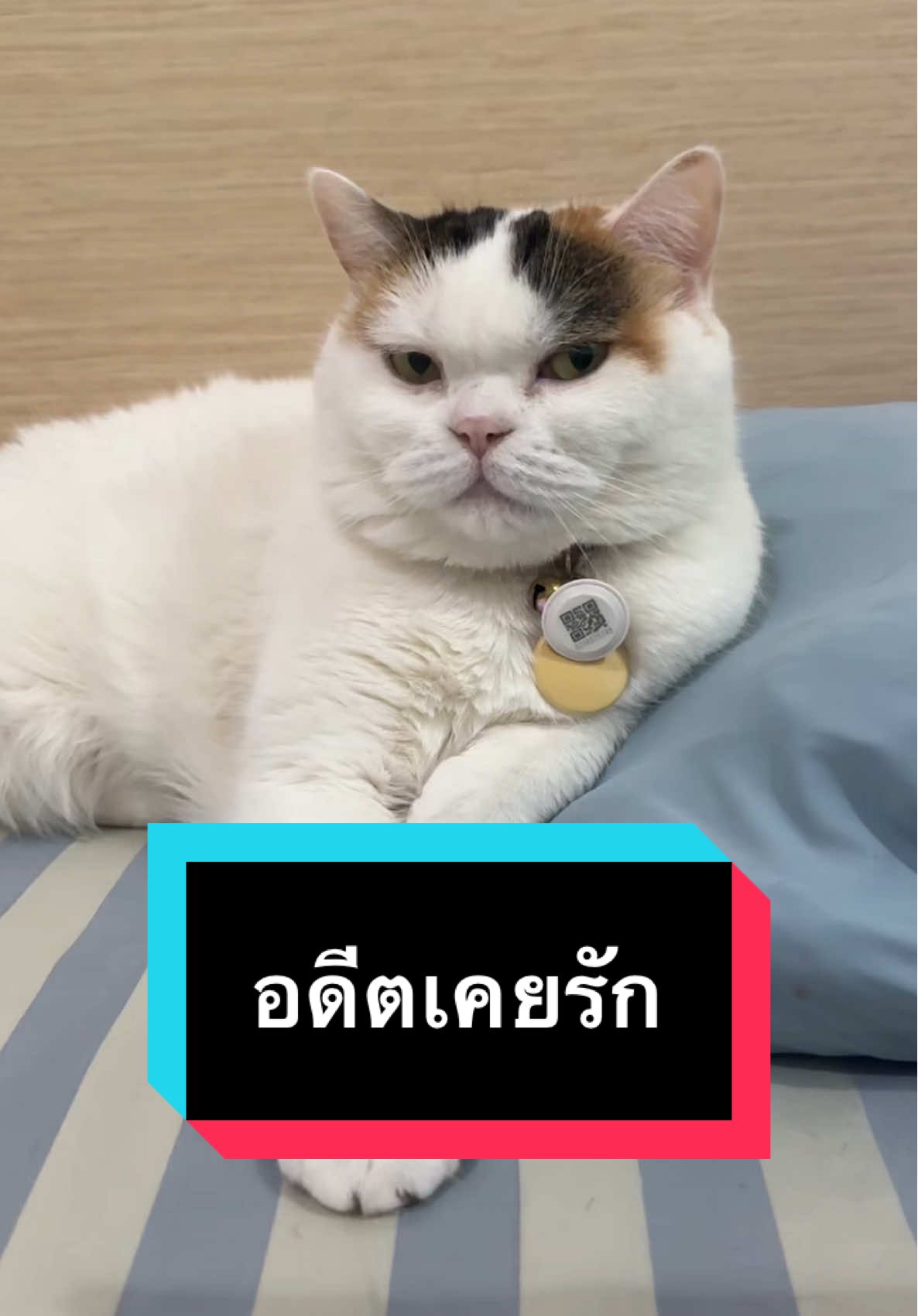 ใครกันที่เปลี่ยนไป #มูมินแมวเหนียง #แมวน่ารัก #แมวอ้วน #สวนสัตว์tiktok #cat #catsoftiktok 