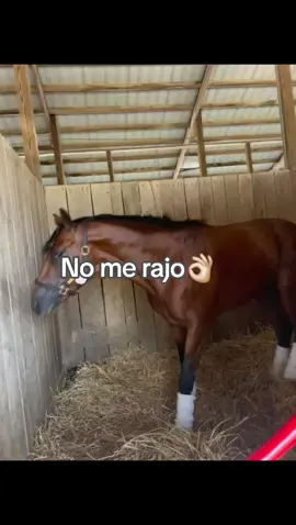 #nomerajo #viralvideo