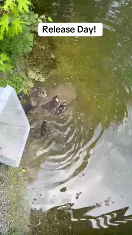 #rescuereleaserepeat #nonprofit #animalrescue #rescue #release #wildlife #wildliferescue #wildliferehab #duck #ducky #federal #Summer #swim #splishsplash #bath #justkeepswimming #happyday 