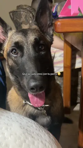 #belgamalinois #pastorbelgamalinois #malinois 