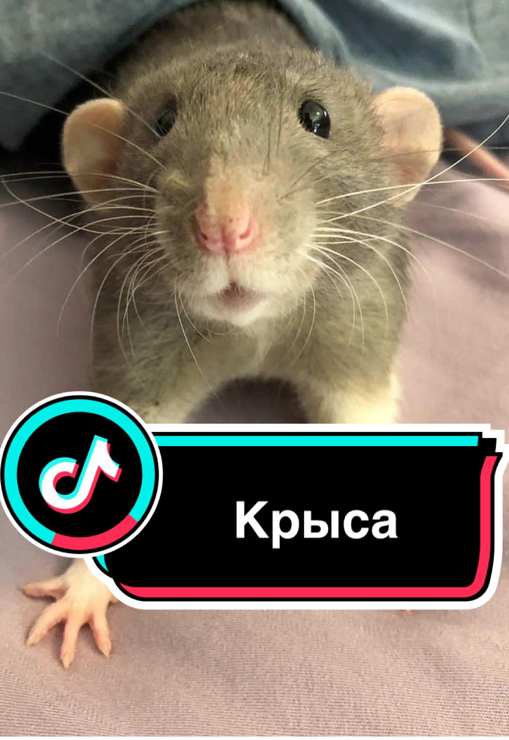 #rat #крыса #животные #рататуй #мышь #грызун #rats #ratatouille #интересное #врекомендации #крысы #любимоеживотное 