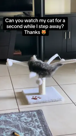 #fyp #meetmowlie #catsoftiktok #cattok #catlover #funnyanimals #thewhiskerwonderland 
