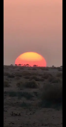 يامل قلب كل ماغرد الطير #اكسبلور 
