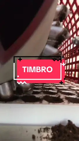 Non basta seminare… serve farlo alla giusta profondità. Sembra poco, ma cambia tutto. 🌱👇   #semina #vivaio #fyp #foru #asmr #viral #trenditalia #consiglitiktok #behind #farmtok #farmlife #dailylife #plantlife #greenlife #agricoltura #dietrolasemina #coltivare #sammynator