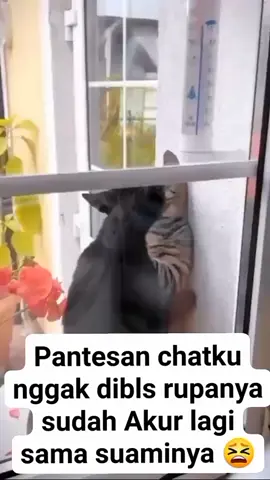 #ngakak.Tegal Sari 😆😉
