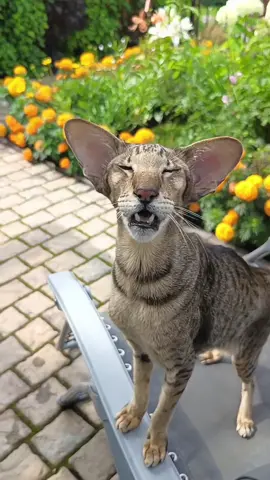 Motya on 8/8/25 🩷  #cat #cats #catsoftiktok #catlover #motyakaramelkamusik 
