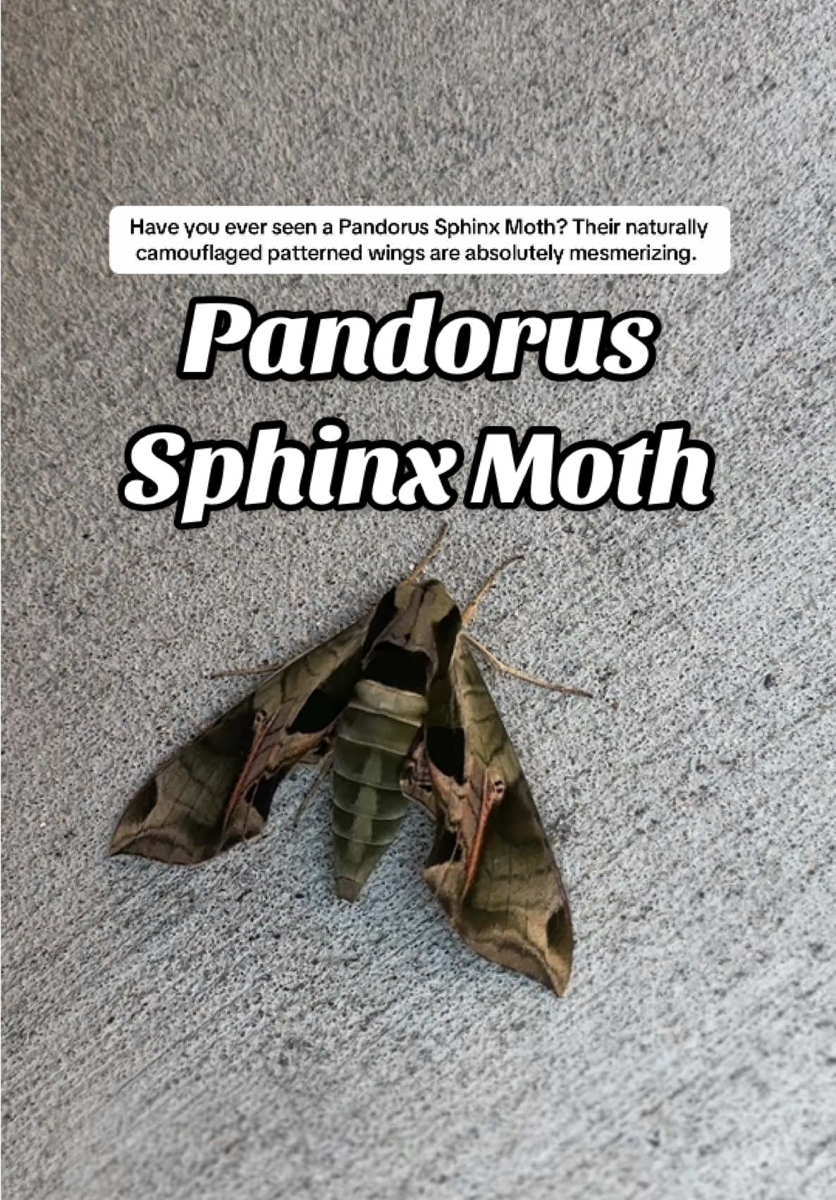 Nature is simply incredible 💛 #pandorussphinxmoth #naturelover  #LearnOnTikTok #moth #amazingcreatures   
