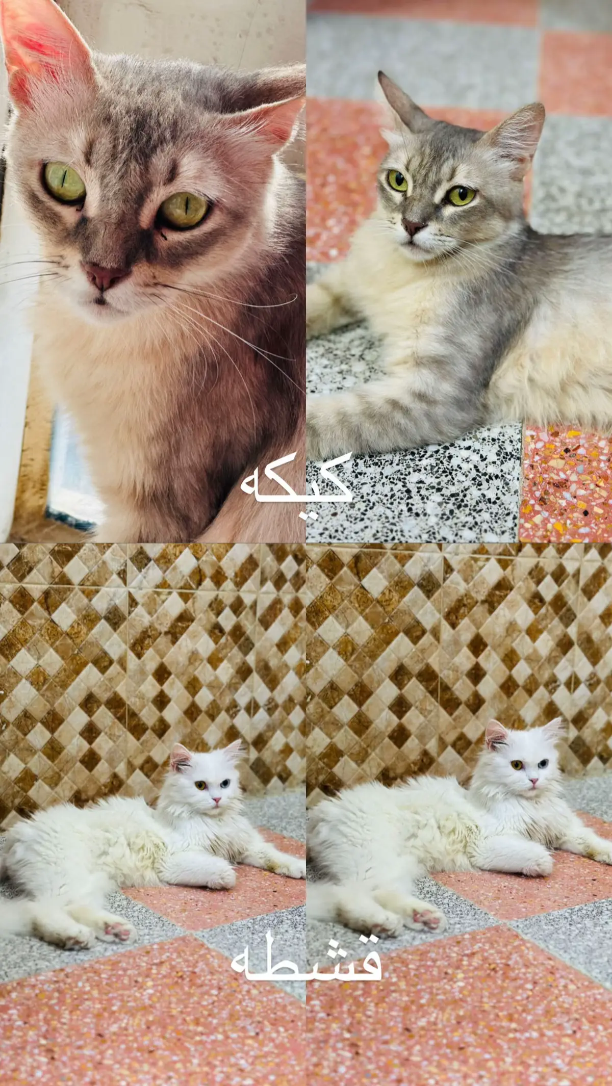#شارع_النيل #الناصريه 
